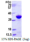 3ug by SDS-PAGE under reducing condition and visualized by coomassie blue stain.