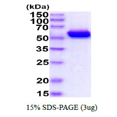 3ug by SDS-PAGE under reducing condition and visualized by coomassie blue stain.