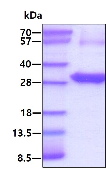 3ug by SDS-PAGE under reducing condition and visualized by coomassie blue stain.