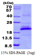 3ug by SDS-PAGE under reducing condition and visualized by coomassie blue stain.