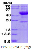 3ug by SDS-PAGE under reducing condition and visualized by coomassie blue stain.