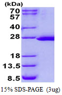 3ug by SDS-PAGE under reducing condition and visualized by coomassie blue stain.