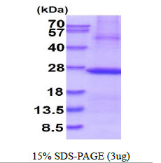 3ug by SDS-PAGE under reducing condition and visualized by coomassie blue stain.