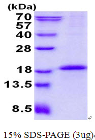 3ug by SDS-PAGE under reducing condition and visualized by coomassie blue stain.