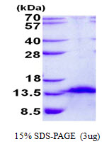 3ug by SDS-PAGE under reducing condition and visualized by coomassie blue stain.