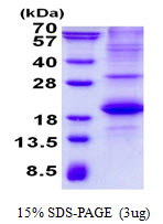 3ug by SDS-PAGE under reducing condition and visualized by coomassie blue stain.