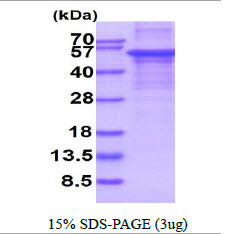 3ug by SDS-PAGE under reducing condition and visualized by coomassie blue stain.