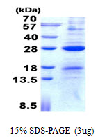 3ug by SDS-PAGE under reducing condition and visualized by coomassie blue stain.