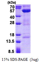 3ug by SDS-PAGE under reducing condition and visualized by coomassie blue stain.