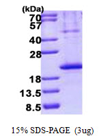 3ug by SDS-PAGE under reducing condition and visualized by coomassie blue stain.