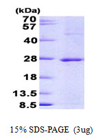 3ug by SDS-PAGE under reducing condition and visualized by coomassie blue stain.