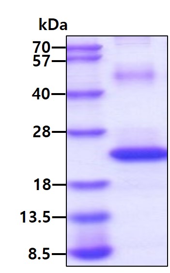 3ug by SDS-PAGE under reducing condition and visualized by coomassie blue stain.