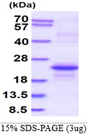 3ug by SDS-PAGE under reducing condition and visualized by coomassie blue stain.