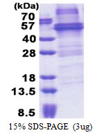 3ug by SDS-PAGE under reducing condition and visualized by coomassie blue stain.