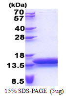 3ug by SDS-PAGE under reducing condition and visualized by coomassie blue stain.