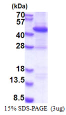 3ug by SDS-PAGE under reducing condition and visualized by coomassie blue stain.