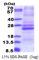 3ug by SDS-PAGE under reducing condition and visualized by coomassie blue stain.