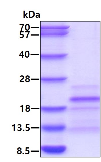 3ug by SDS-PAGE under reducing condition and visualized by coomassie blue stain.