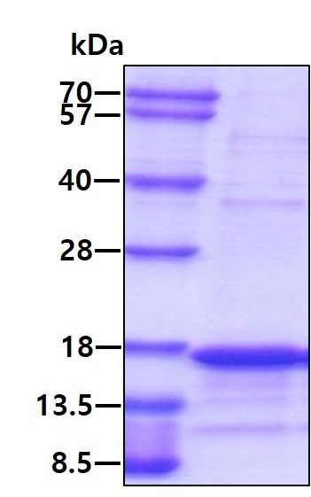 3ug by SDS-PAGE under reducing condition and visualized by coomassie blue stain.