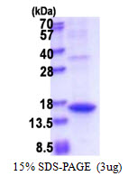 3ug by SDS-PAGE under reducing condition and visualized by coomassie blue stain.