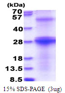 3ug by SDS-PAGE under reducing condition and visualized by coomassie blue stain.