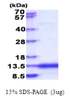 3ug by SDS-PAGE under reducing condition and visualized by coomassie blue stain.