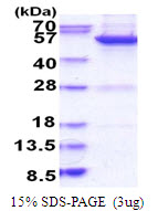 3ug by SDS-PAGE under reducing condition and visualized by coomassie blue stain.