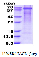 3ug by SDS-PAGE under reducing condition and visualized by coomassie blue stain.