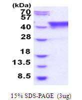 3ug by SDS-PAGE under reducing condition and visualized by coomassie blue stain.