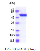 3ug by SDS-PAGE under reducing condition and visualized by coomassie blue stain.