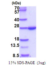 3ug by SDS-PAGE under reducing condition and visualized by coomassie blue stain.