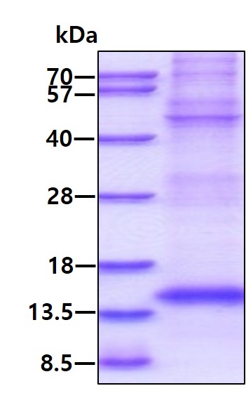 3ug by SDS-PAGE under reducing condition and visualized by coomassie blue stain.