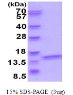 3ug by SDS-PAGE under reducing condition and visualized by coomassie blue stain.