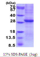 3ug by SDS-PAGE under reducing condition and visualized by coomassie blue stain.