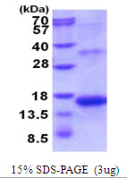 3ug by SDS-PAGE under reducing condition and visualized by coomassie blue stain.