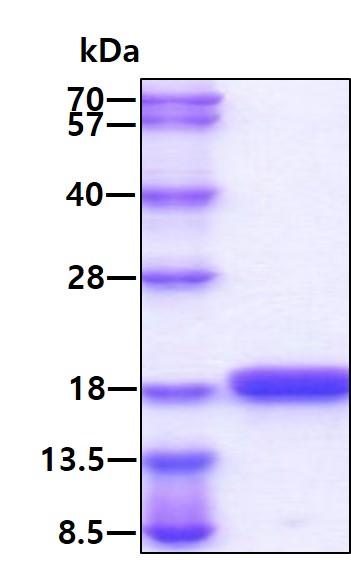 3ug by SDS-PAGE under reducing condition and visualized by coomassie blue stain.