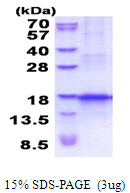 3ug by SDS-PAGE under reducing condition and visualized by coomassie blue stain.