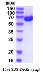 3ug by SDS-PAGE under reducing condition and visualized by coomassie blue stain.