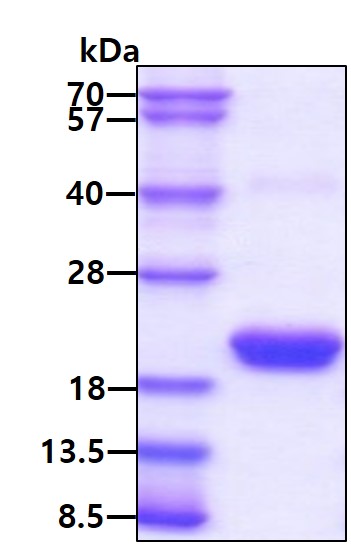 3ug by SDS-PAGE under reducing condition and visualized by coomassie blue stain.