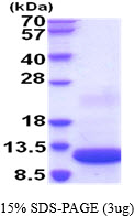 3ug by SDS-PAGE under reducing condition and visualized by coomassie blue stain.