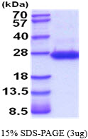 3ug by SDS-PAGE under reducing condition and visualized by coomassie blue stain.