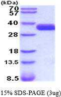 3ug by SDS-PAGE under reducing condition and visualized by coomassie blue stain.