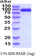 3ug by SDS-PAGE under reducing condition and visualized by coomassie blue stain.