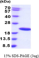 3ug by SDS-PAGE under reducing condition and visualized by coomassie blue stain.