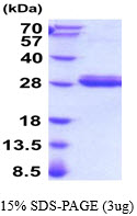 3ug by SDS-PAGE under reducing condition and visualized by coomassie blue stain.