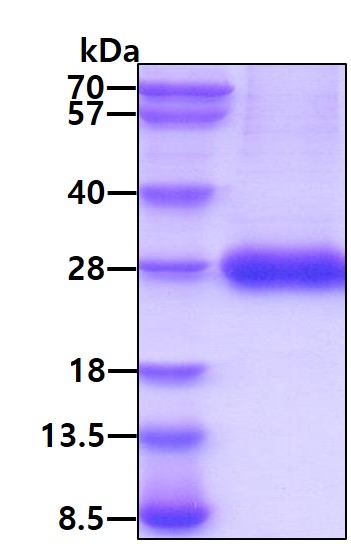 3ug by SDS-PAGE under reducing condition and visualized by coomassie blue stain.