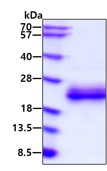 3ug by SDS-PAGE under reducing condition and visualized by coomassie blue stain.