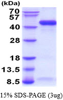 3ug by SDS-PAGE under reducing condition and visualized by coomassie blue stain.