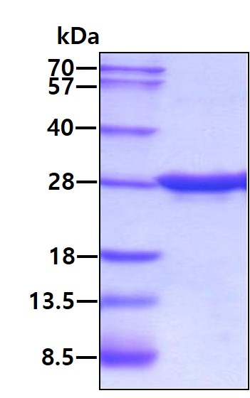 3ug by SDS-PAGE under reducing condition and visualized by coomassie blue stain.