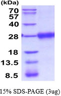 3ug by SDS-PAGE under reducing condition and visualized by coomassie blue stain.